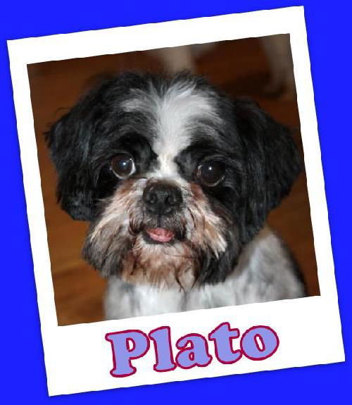 Plato Anderson (ADOPTION PENDING)