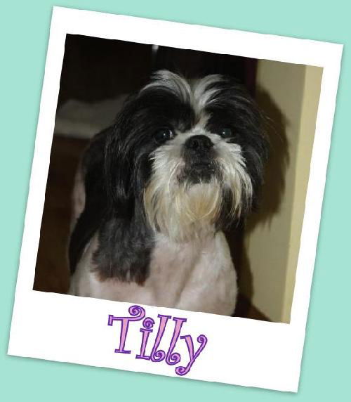 Tilly (ADOPTION PENDING)