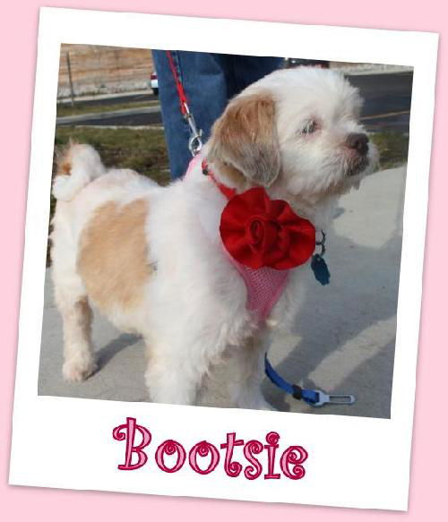 Bootsie (ADOPTION PENDING)