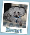 Henri (ADOPTION PENDING)