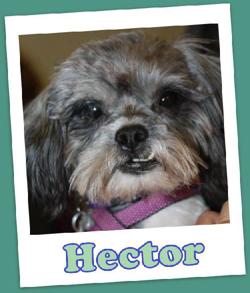 Hector Franklin (ADOPTION PENDING)