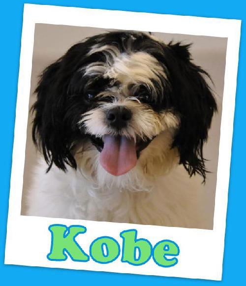 Kobe Franklin (ADOPTION PENDING)