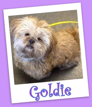 Goldie Franklin (ADOPTION PENDING)