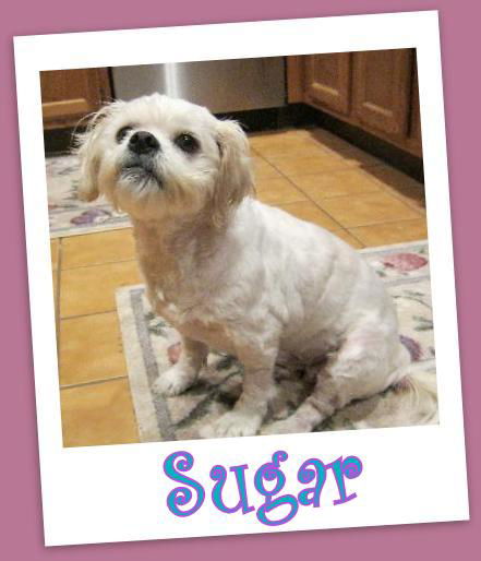 Sugar Franklin (ADOPTION PENDING)