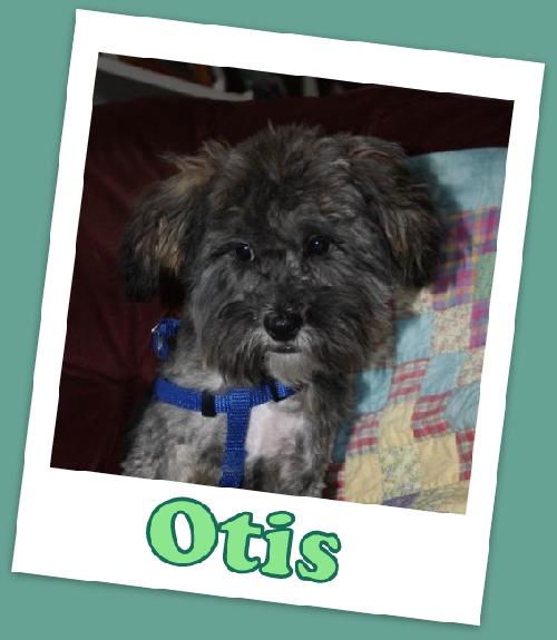 Otis (ADOPTION PENDING)