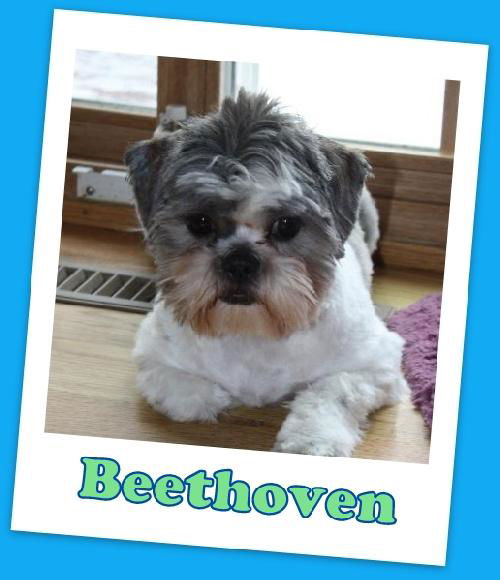 Beethoven (ADOPTION PENDING)