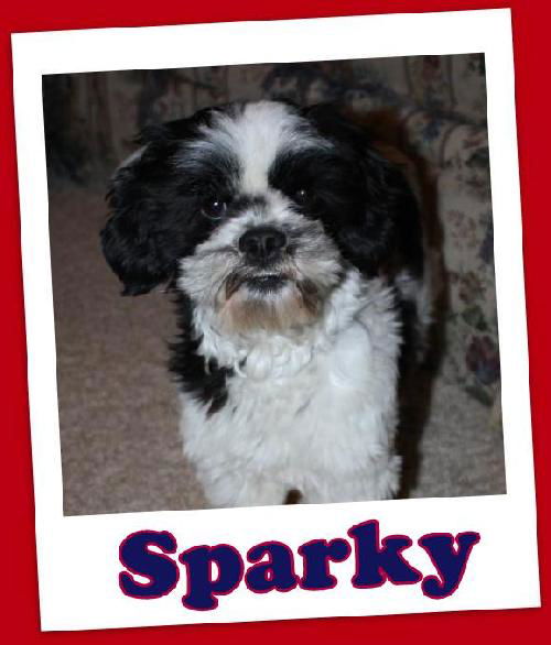 Sparky (ADOPTION PENDING)