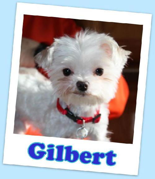 Gilbert Franklin (ADOPTION PENDING)