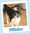 Nikko Franklin (ADOPTION PENDING)