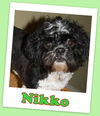 Nikko Franklin (ADOPTION PENDING)