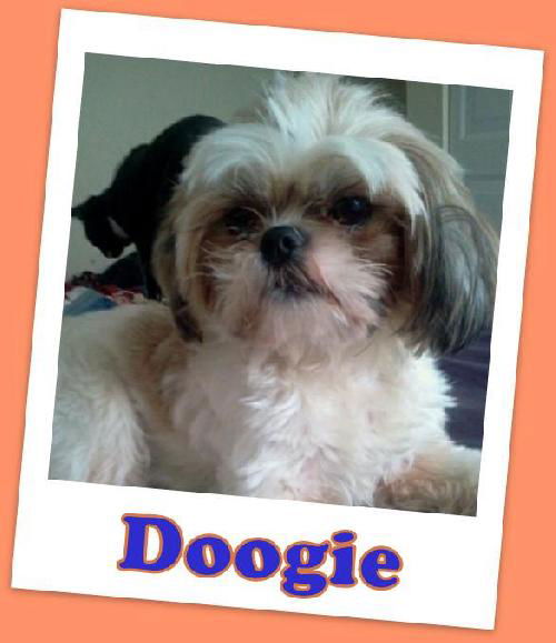 Doogie