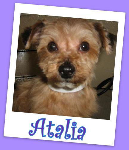 Atalia Franklin (ADOPTION PENDING)