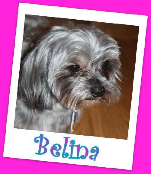 Belina (ADOPTION PENDING)