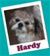 Hardy Guernsey (ADOPTION PENDING)
