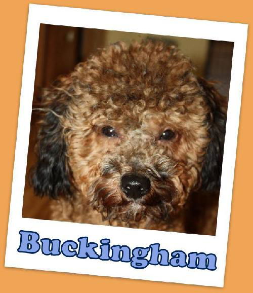 Buckingham Franklin (ADOPTION PENDING)