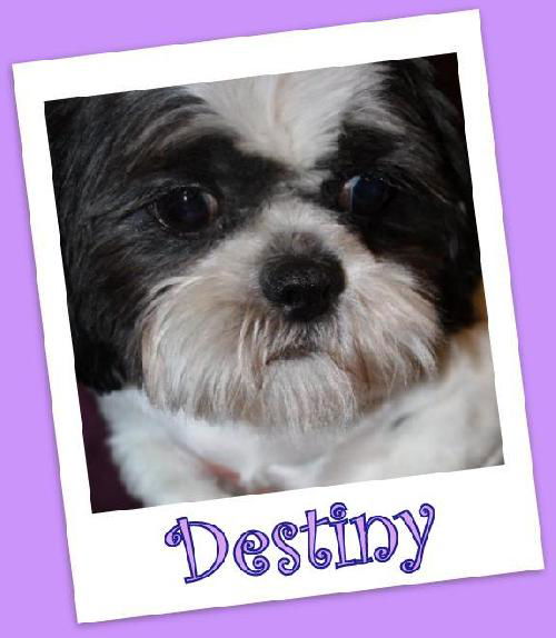 Destiny (ADOPTION PENDING)