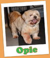 Opie Trumbull (ADOPTION PENDING)