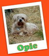 Opie Trumbull (ADOPTION PENDING)