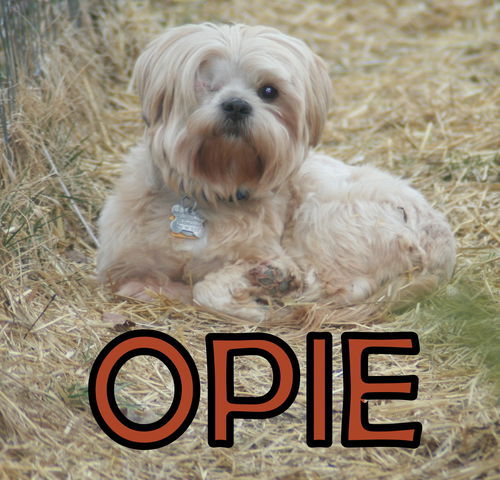 Opie Trumbull (ADOPTION PENDING)