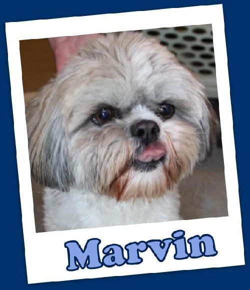 Marvin Trumbull (ADOPTION PENDING)