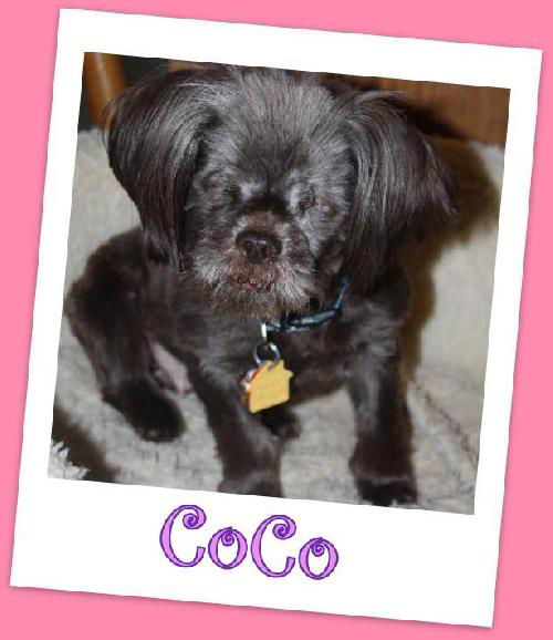 Coco Trumbull (ADOPTION PENDING)