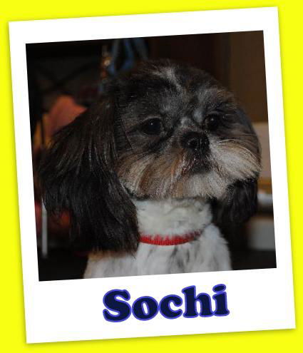 Sochi Franklin (ADOPTION PENDING)