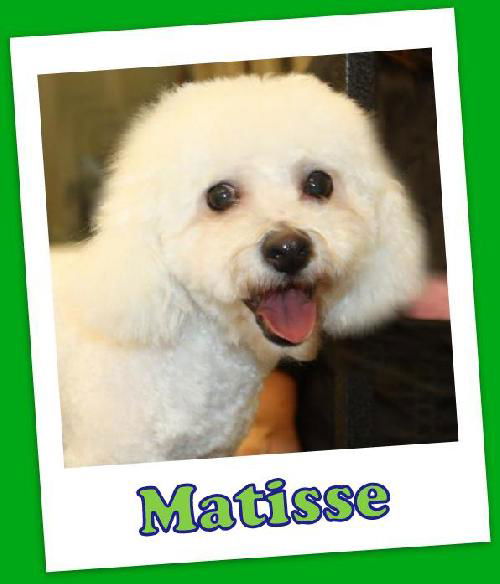 Matisse Franklin (ADOPTION PENDING)