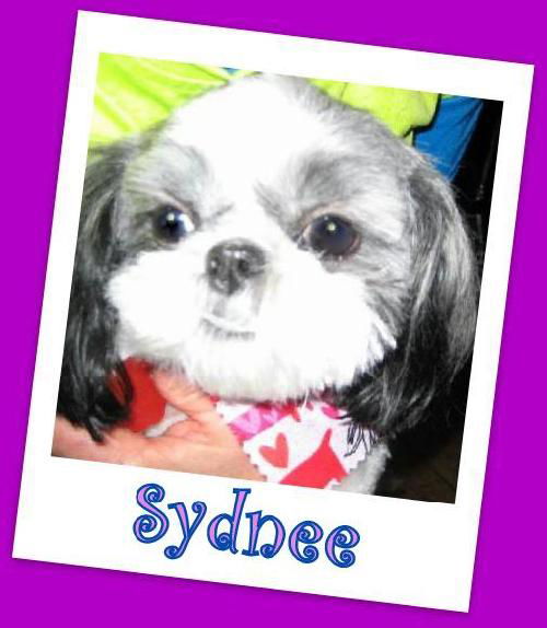 Sydnee (ADOPTION PENDING)