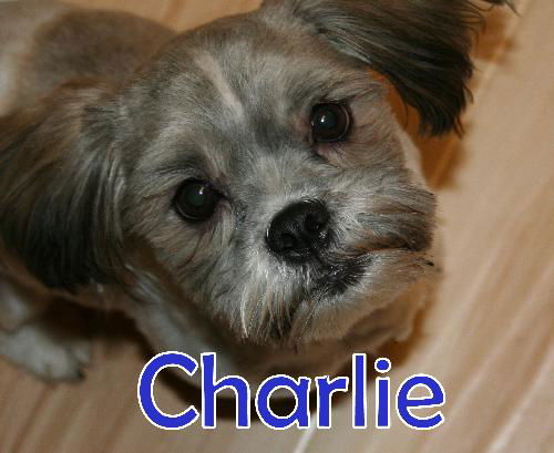 Charlie (ADOPTION PENDING)