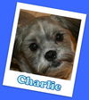 Charlie (ADOPTION PENDING)