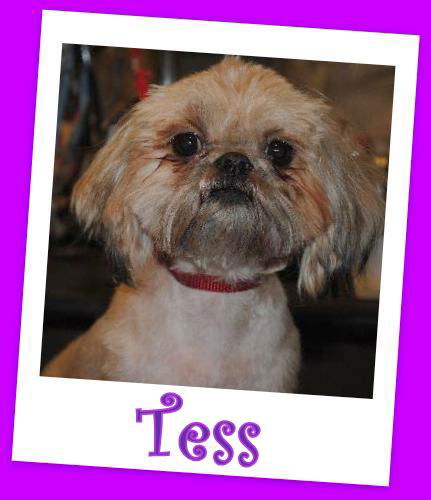 Tess Franklin (ADOPTION PENDING)