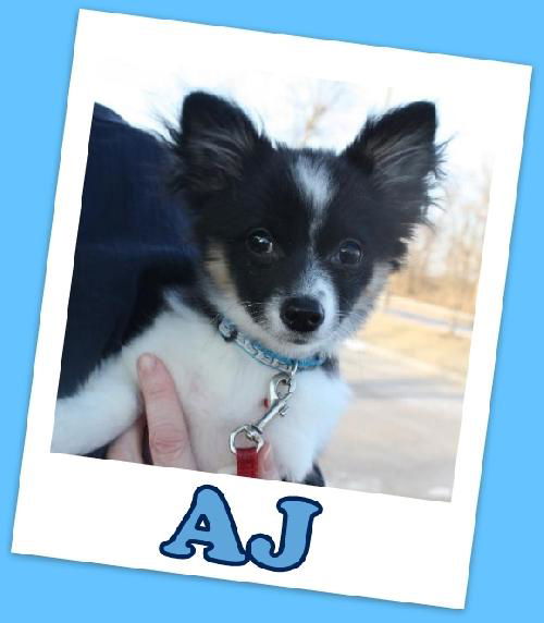 AJ (ADOPTION PENDING)