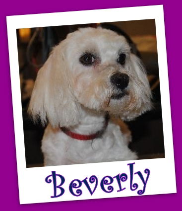 Beverly Franklin (ADOPTION PENDING)