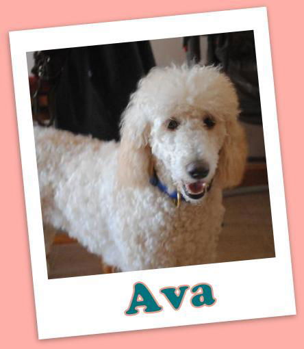 Ava Franklin (ADOPTION PENDING)