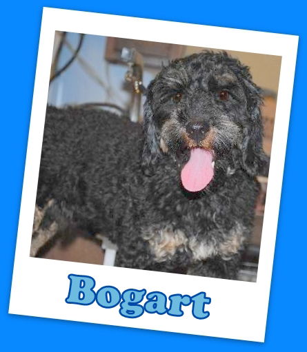 Bogart Franklin (ADOPTION PENDING)