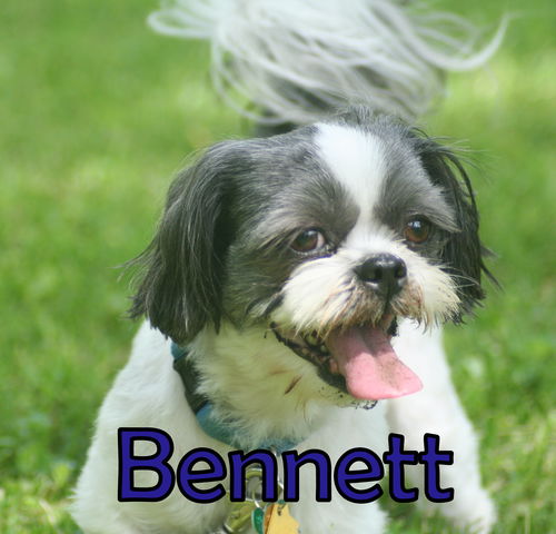 Bennett Franklin (ADOPTION PENDING)