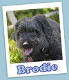 Brodie (ADOPTION PENDING)