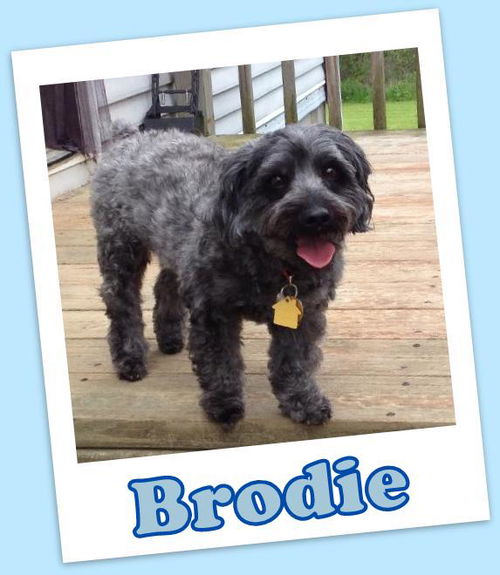 Brodie (ADOPTION PENDING)