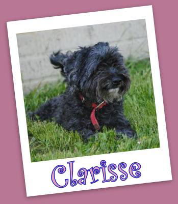 Clarisse (ADOPTION PENDING)