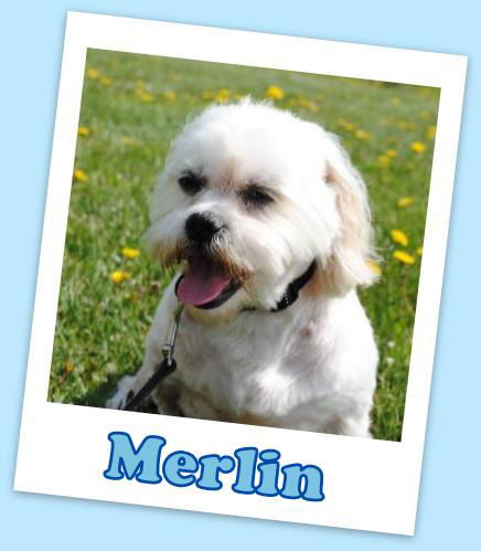 Merlin Franklin (ADOPTION PENDING)