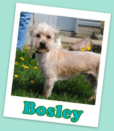 Bosley Franklin (ADOPTION PENDING)