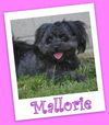 Mallorie Franklin (ADOPTION PENDING)