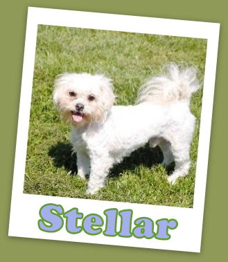 Steller Franklin (ADOPTION PENDING)