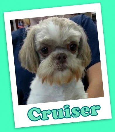 Cruiser (ADOPTION PENDING)