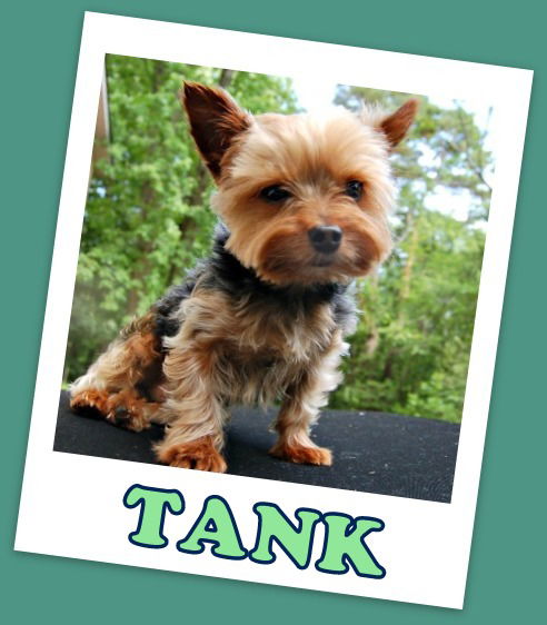 Tank (ADOPTION PENDING)