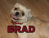 Brad Franklin (ADOPTION PENDING)