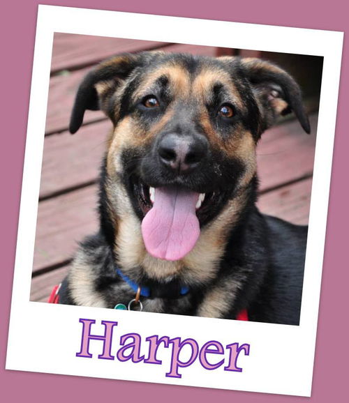 Harper (COURTESY POST)