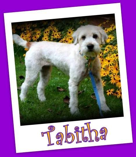 Tabitha (ADOPTION PENDING)