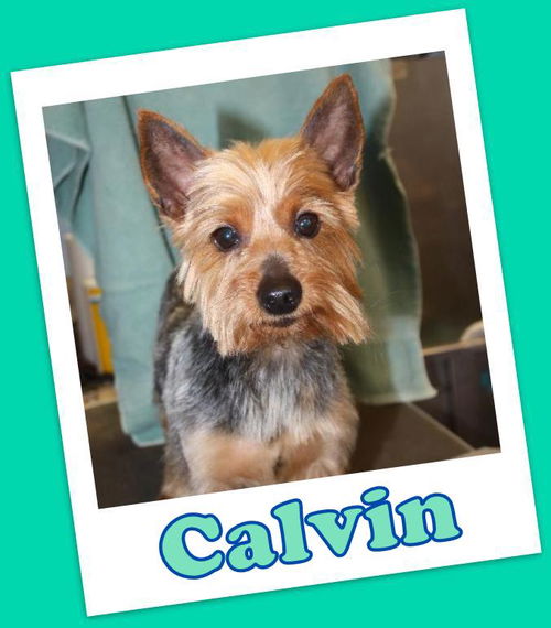 Calvin Franklin (ADOPTION PENDING)