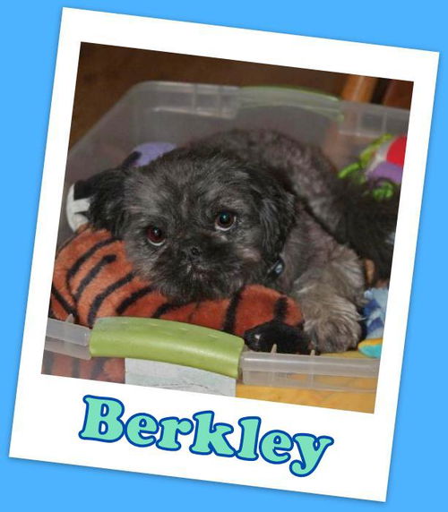 Berkley Franklin (ADOPTION PENDING)